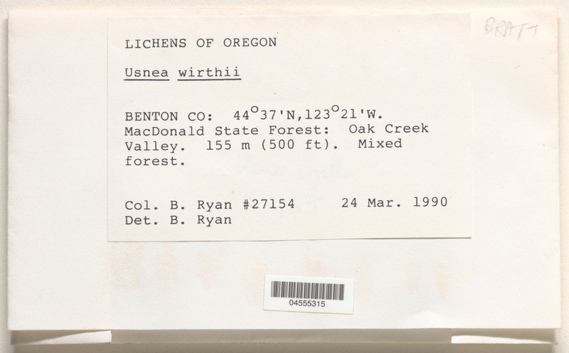 Wirth's Beard Lichen photo 4