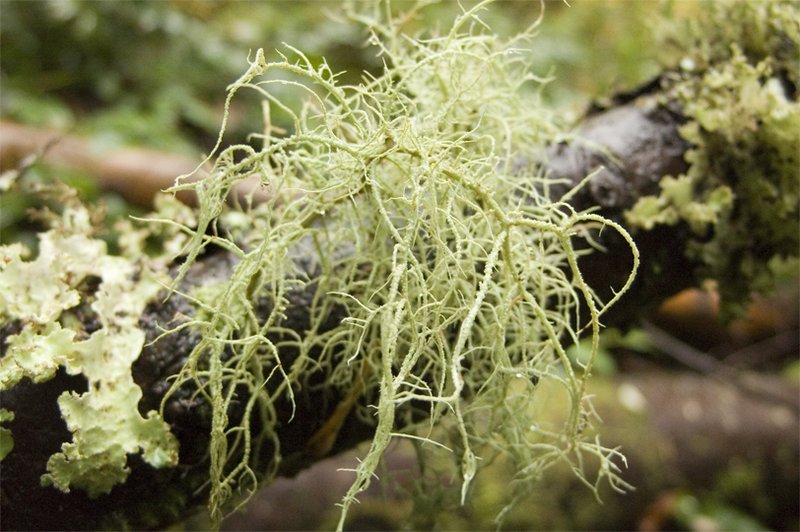 Wirth's Beard Lichen