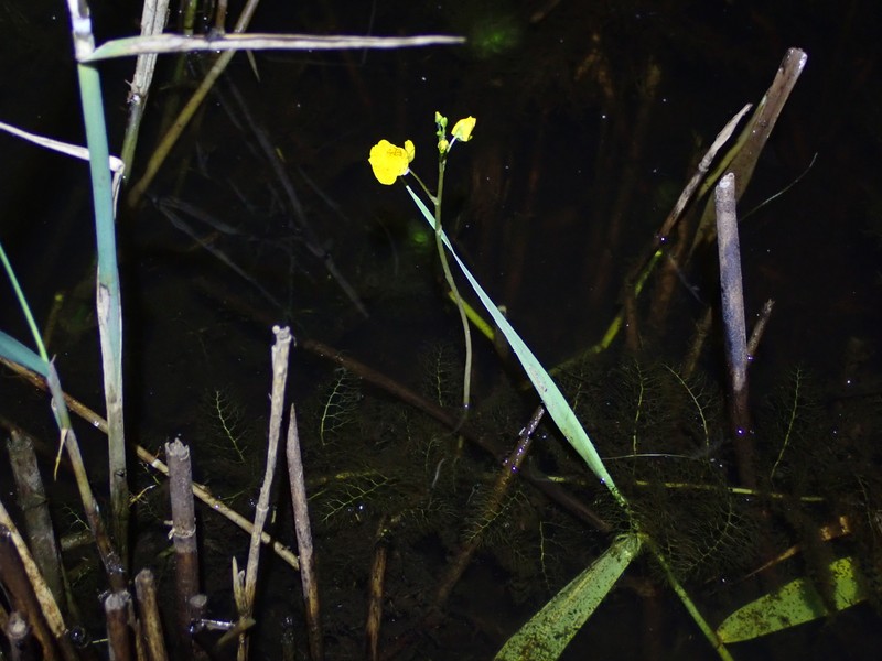 Utricularia × japonica