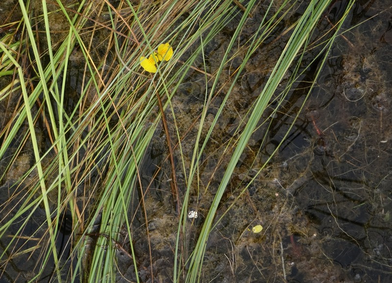 Utricularia × japonica photo 2