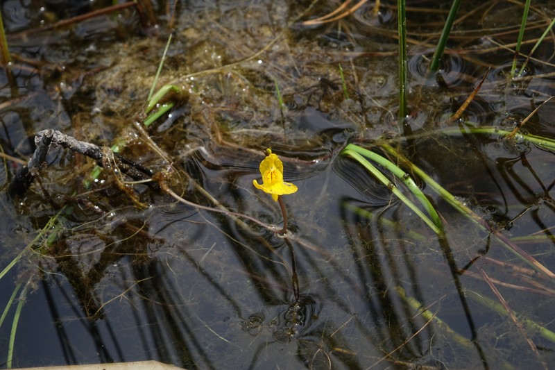 Utricularia × japonica photo 3