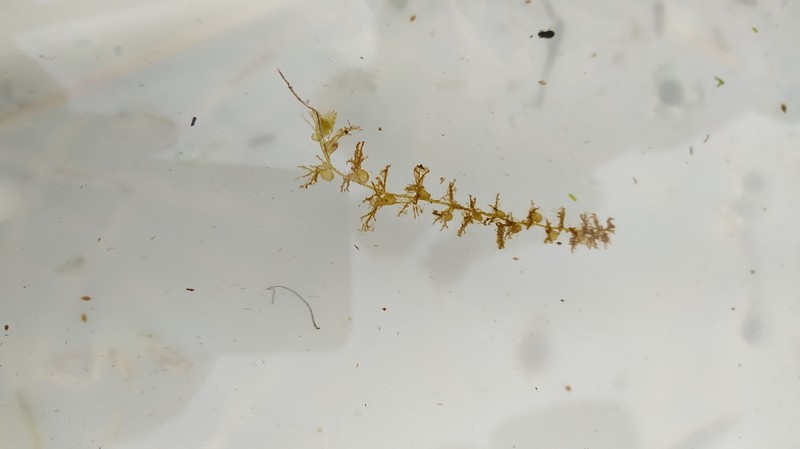 Utricularia × neglecta