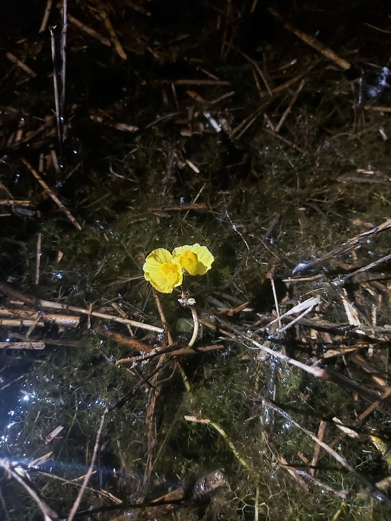 Utricularia × neglecta photo 2