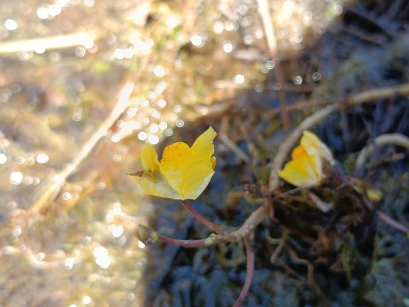 Utricularia × neglecta photo 4