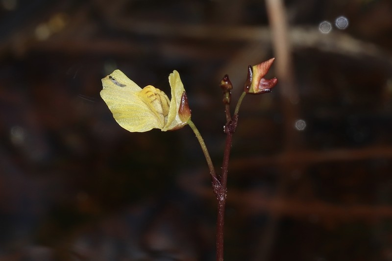 Yellowishwhite Bladderwort photo 2