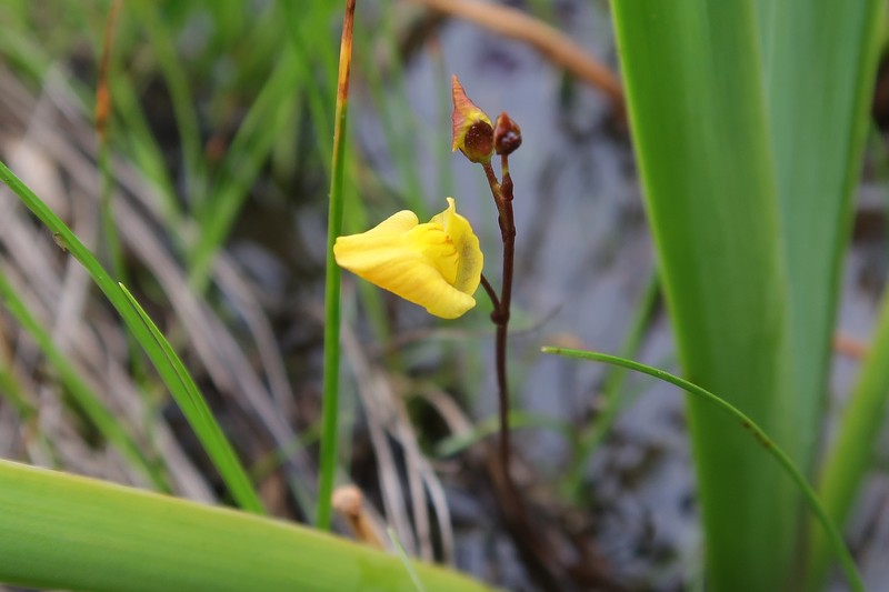 Yellowishwhite Bladderwort photo 3