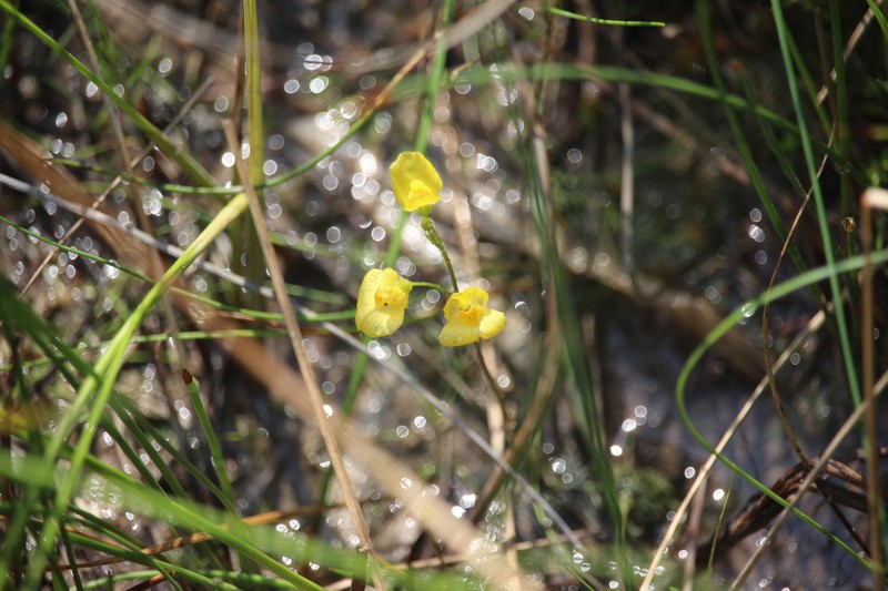 Yellowishwhite Bladderwort photo 4