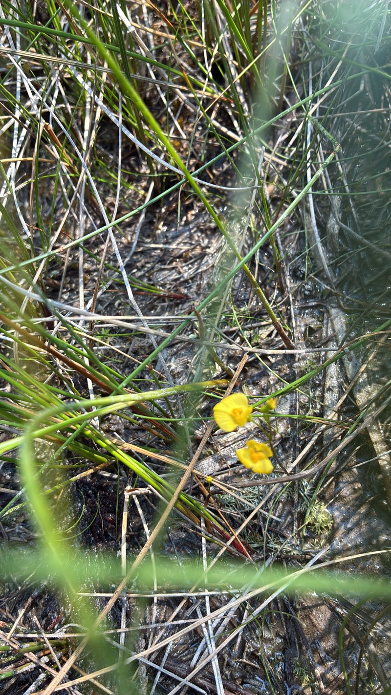 Arctic Bladderwort