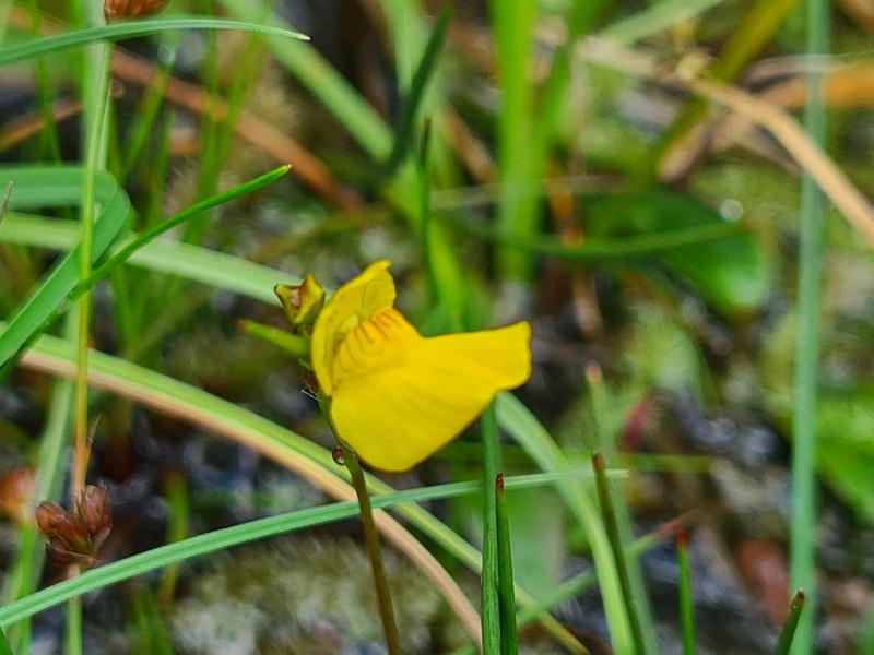 Arctic Bladderwort photo 5