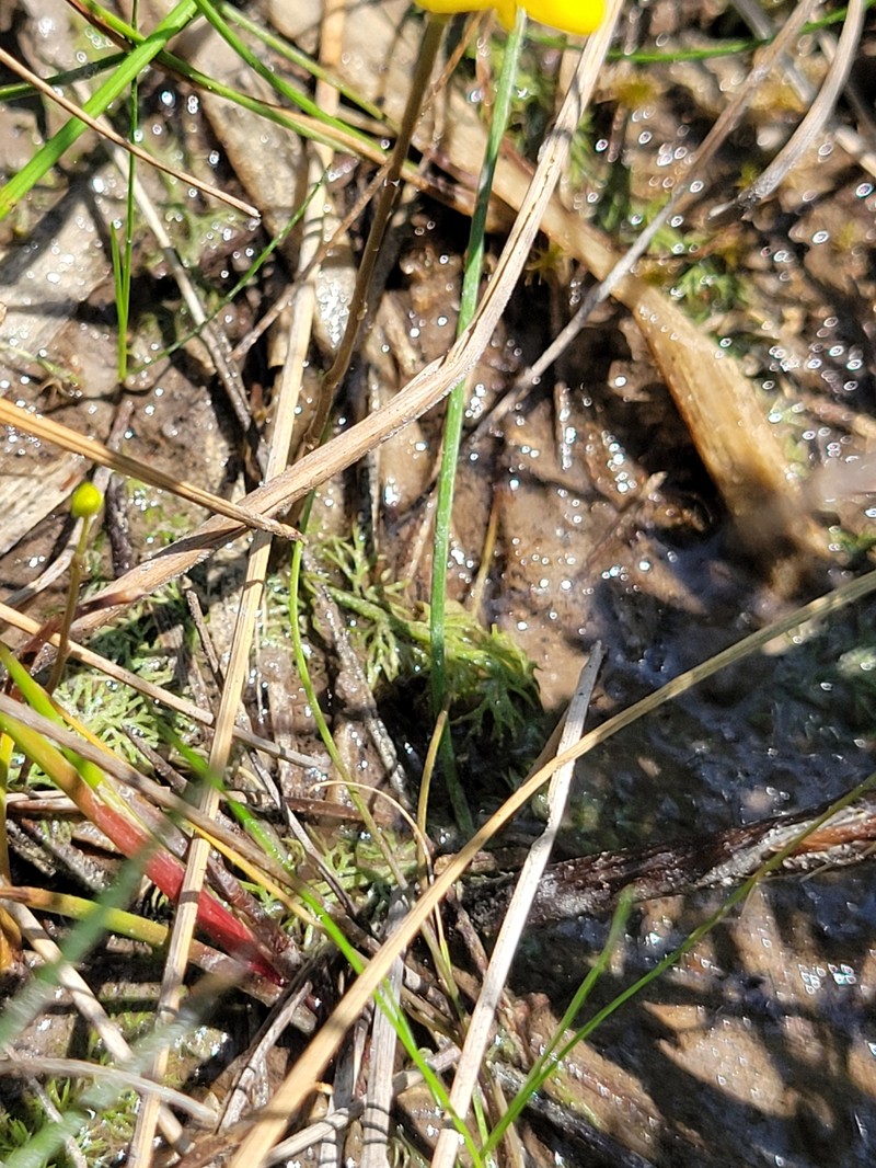 Arctic Bladderwort photo 6