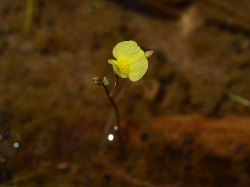 Utricularia adamsii photo 2