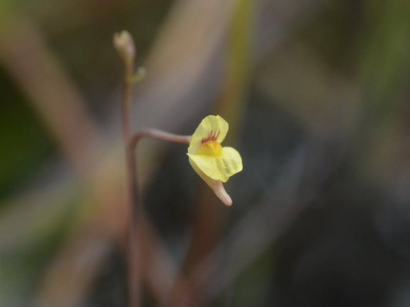 Utricularia adamsii photo 3
