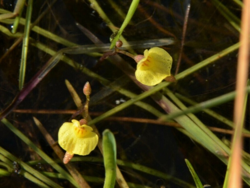 Utricularia adamsii photo 4