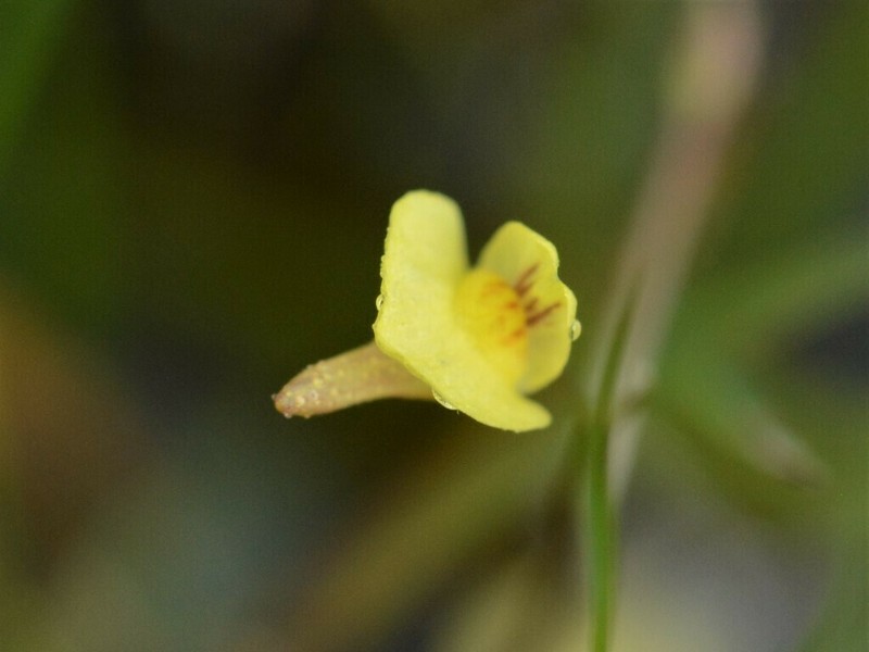 Utricularia adamsii photo 5