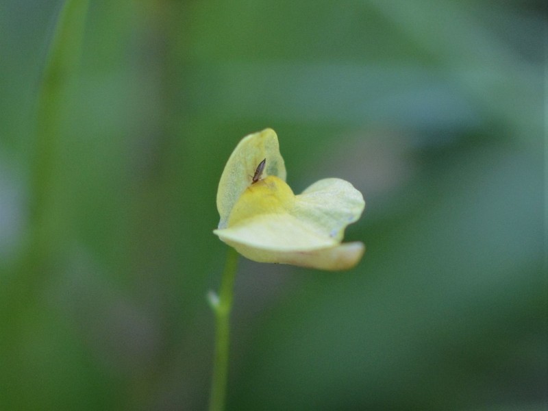 Utricularia adamsii photo 6