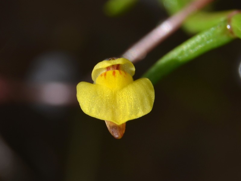 Utricularia adamsii photo 7