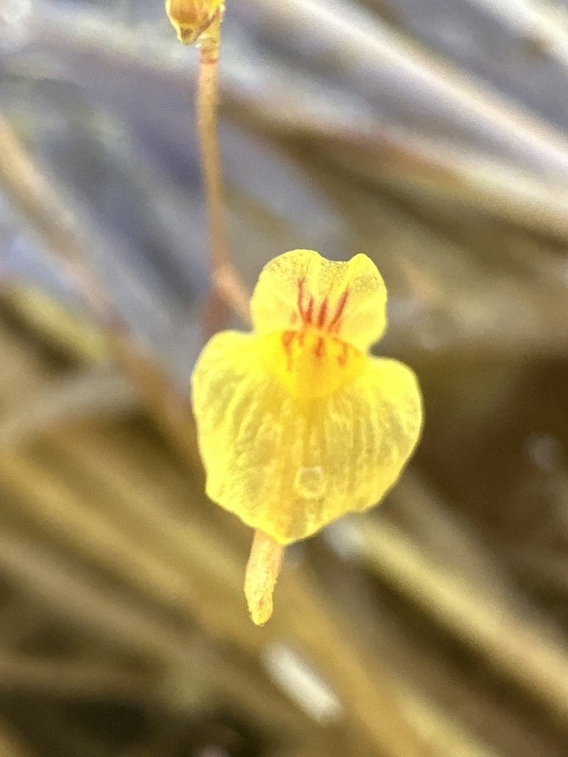 Utricularia adamsii photo 8