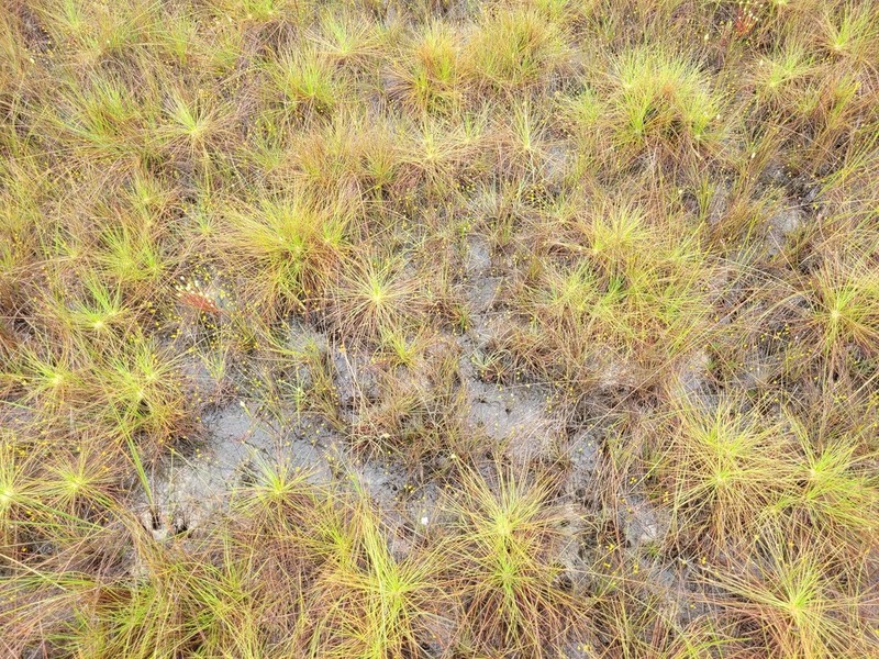 Utricularia adpressa