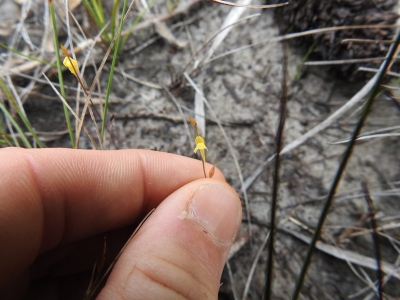 Utricularia adpressa photo 2