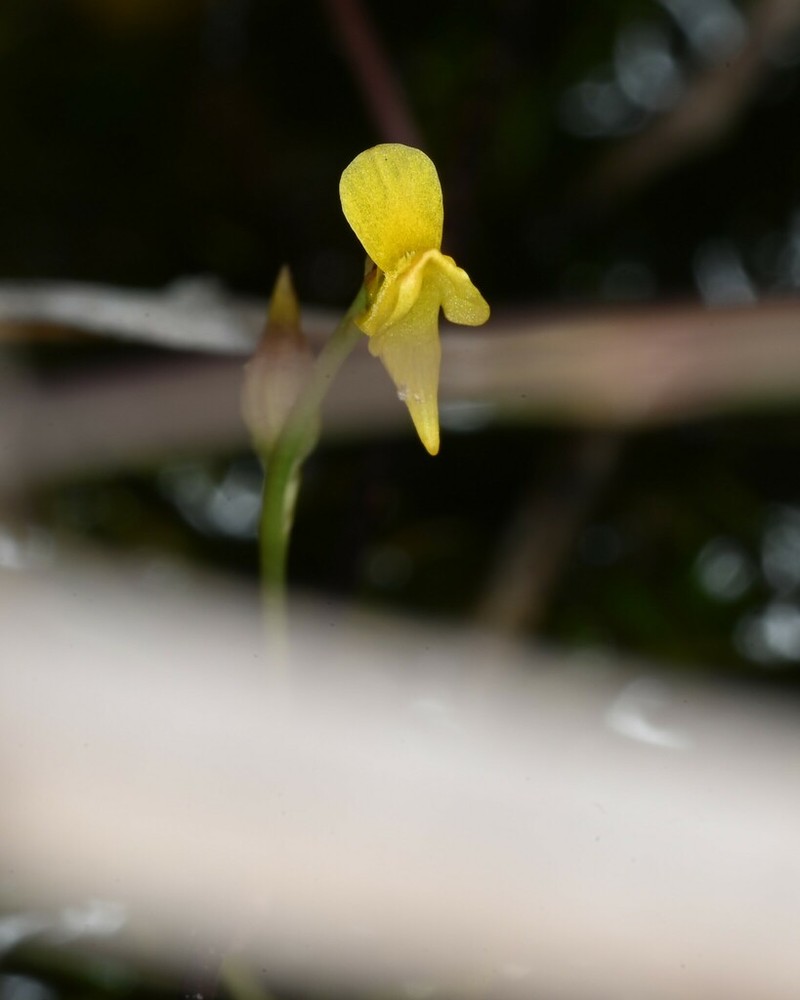 Utricularia adpressa photo 3