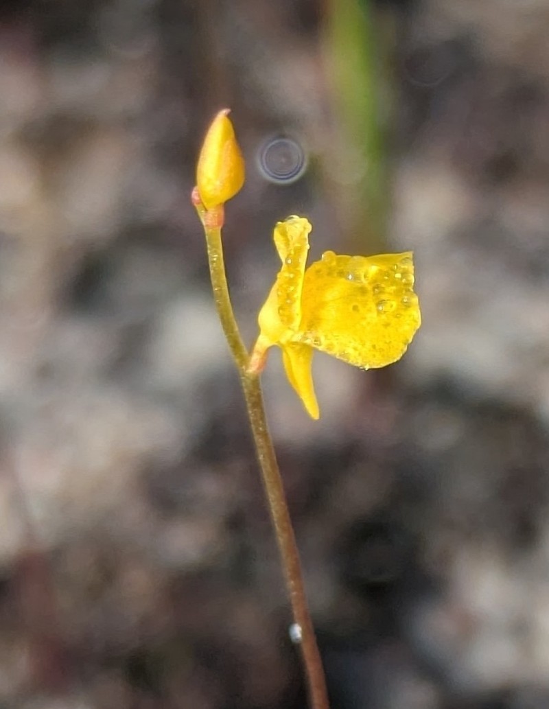 Utricularia adpressa photo 4