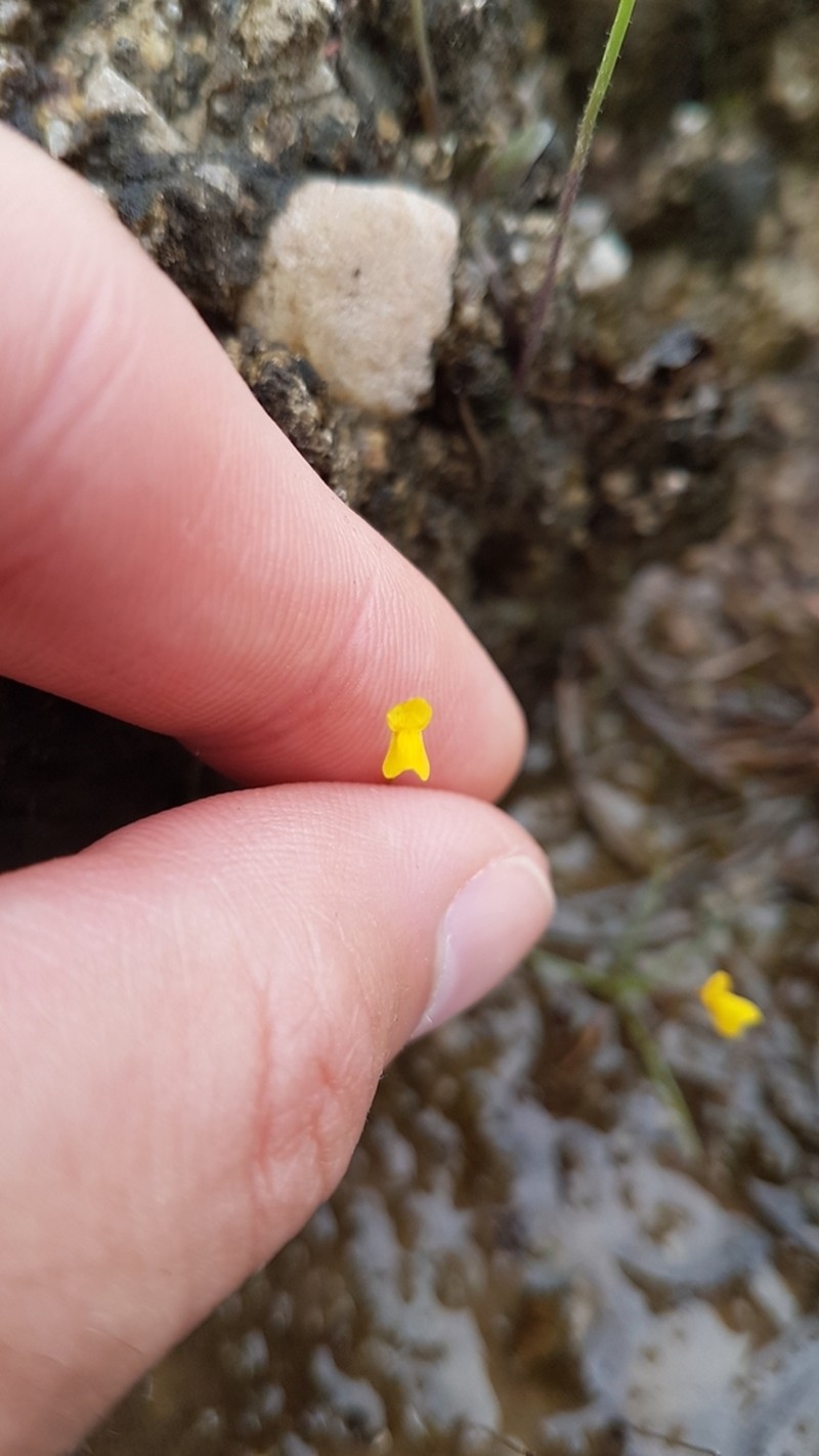 Utricularia adpressa photo 5