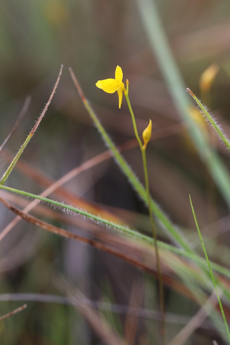 Utricularia adpressa photo 6