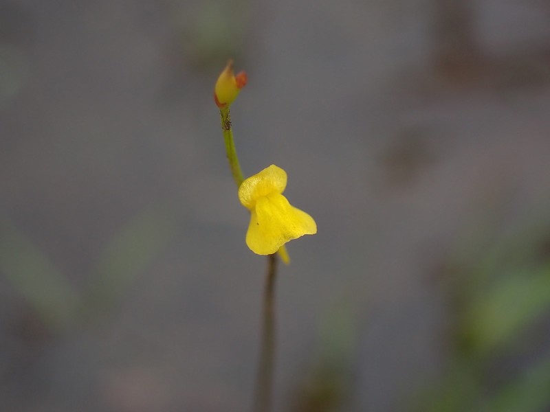Utricularia adpressa photo 7
