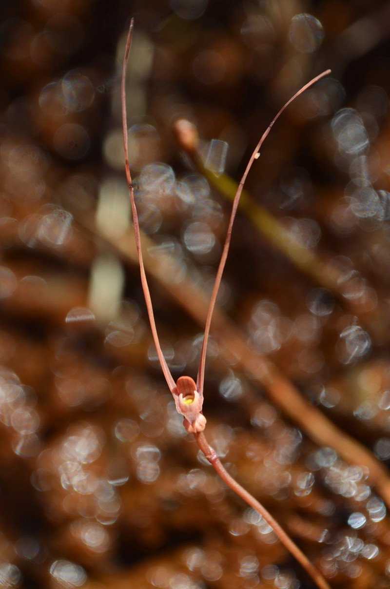 Utricularia albertiana
