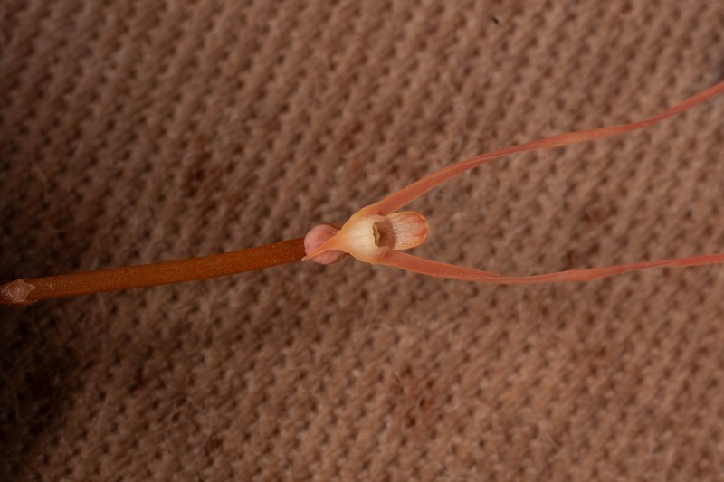 Utricularia albertiana photo 3