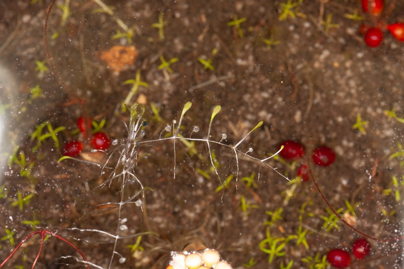 Utricularia albertiana photo 5