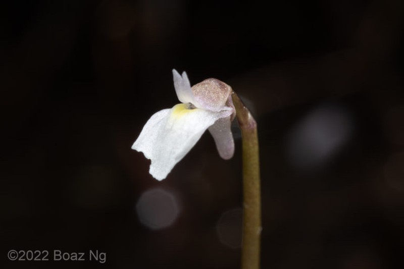 Utricularia albiflora