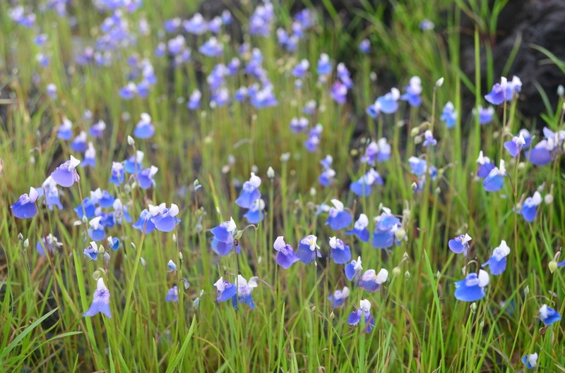 Utricularia albocaerulea photo 2