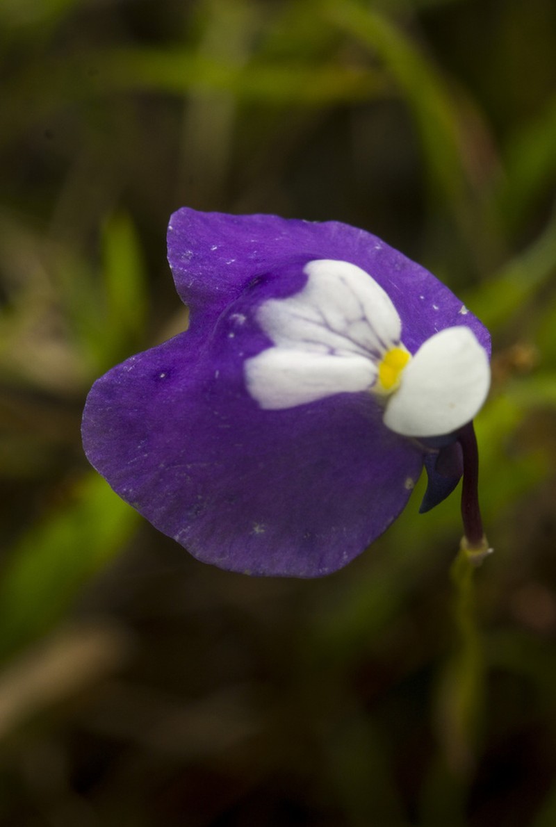 Utricularia albocaerulea photo 3