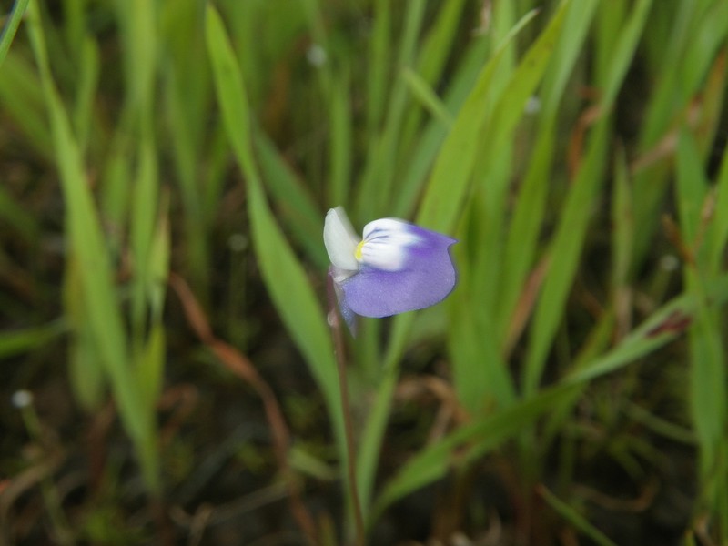 Utricularia albocaerulea photo 4