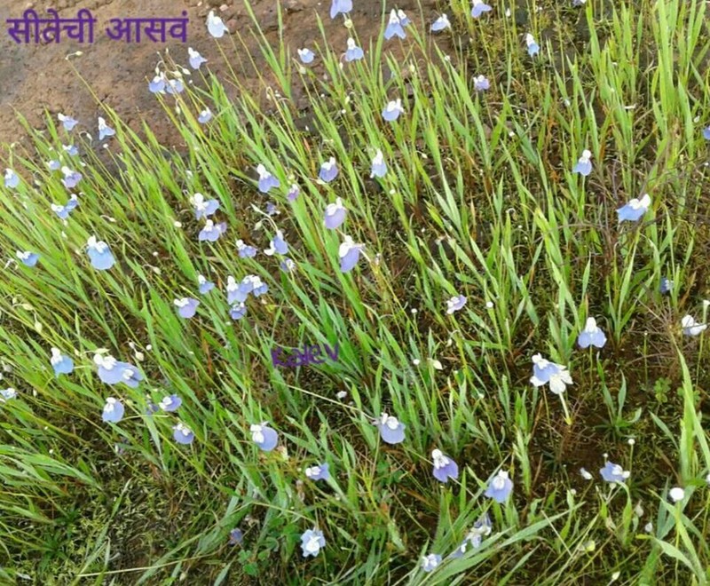 Utricularia albocaerulea photo 5