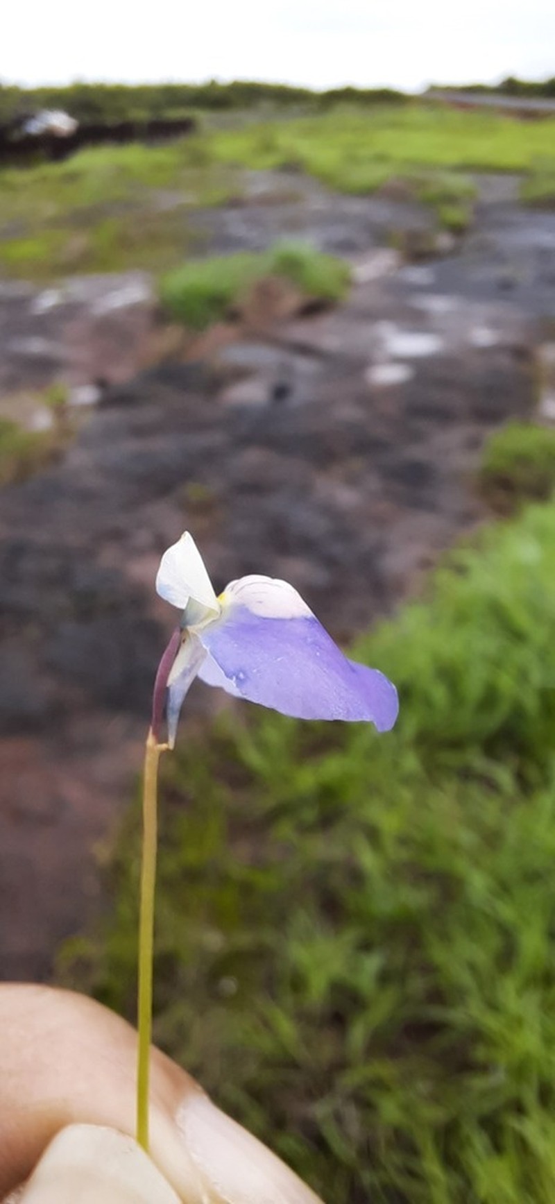 Utricularia albocaerulea photo 6