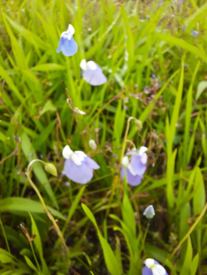 Utricularia albocaerulea photo 7