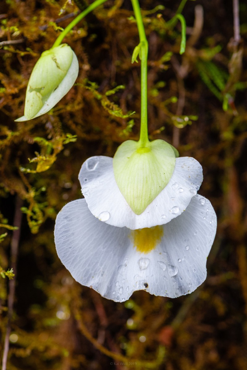 Utricularia alpina