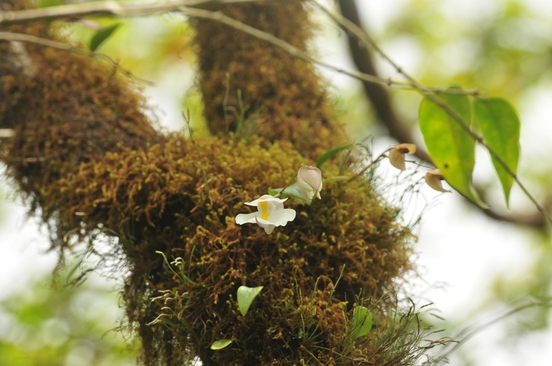Utricularia alpina photo 2