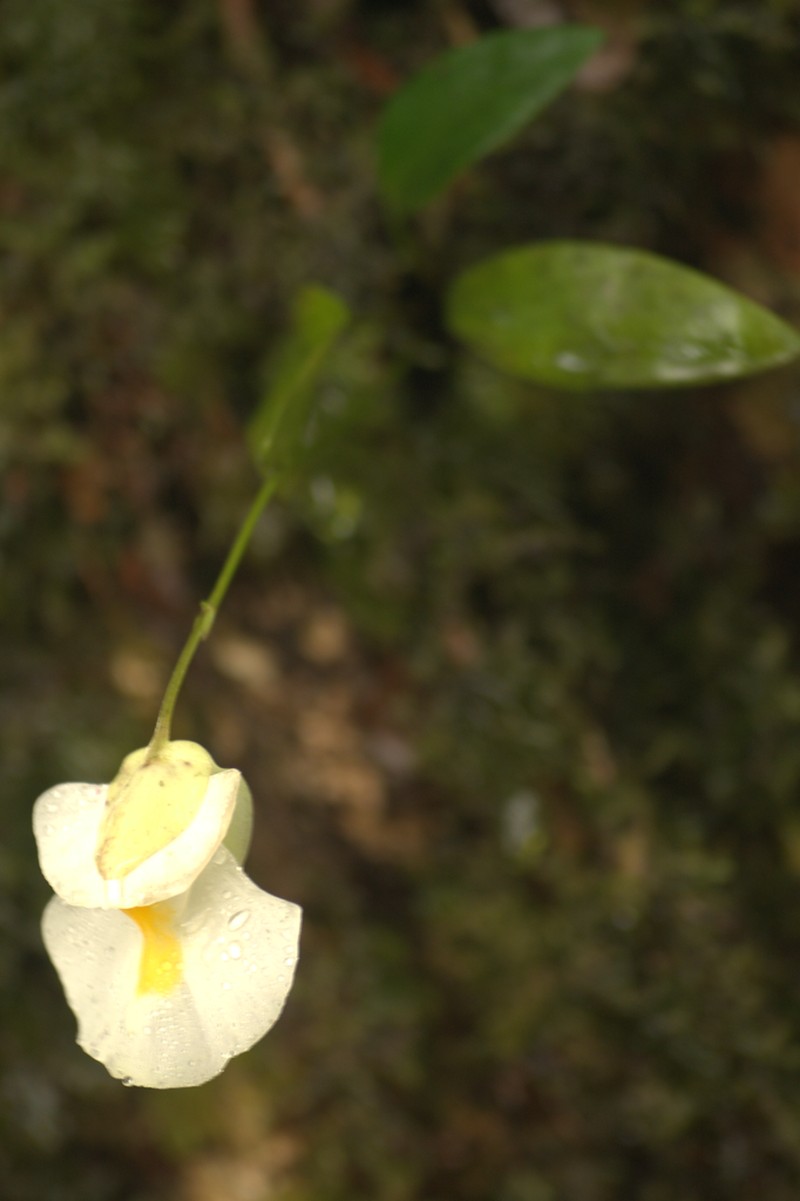 Utricularia alpina photo 3
