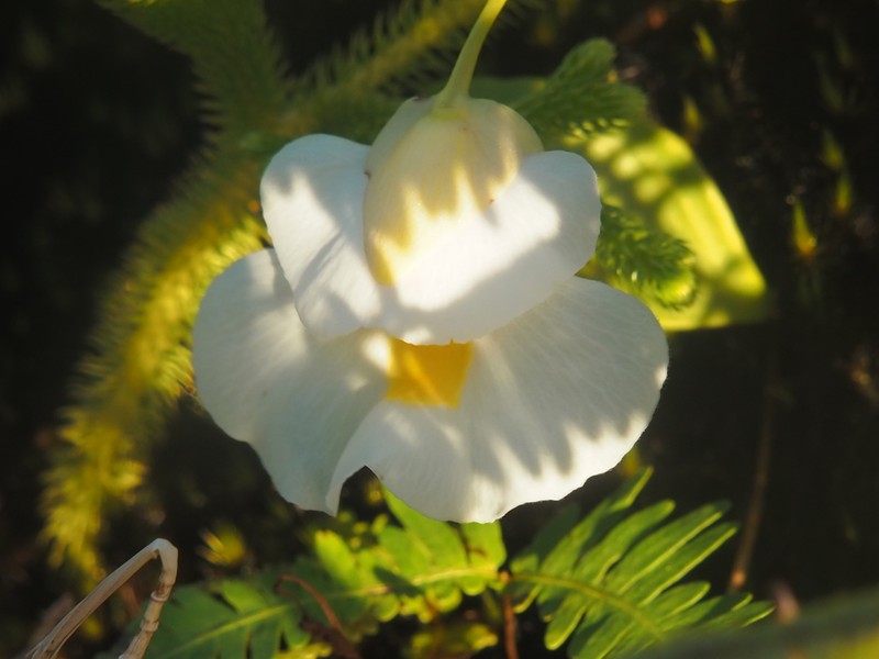 Utricularia alpina photo 4