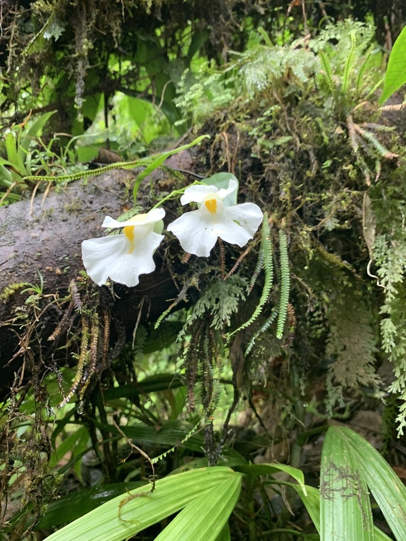 Utricularia alpina photo 5