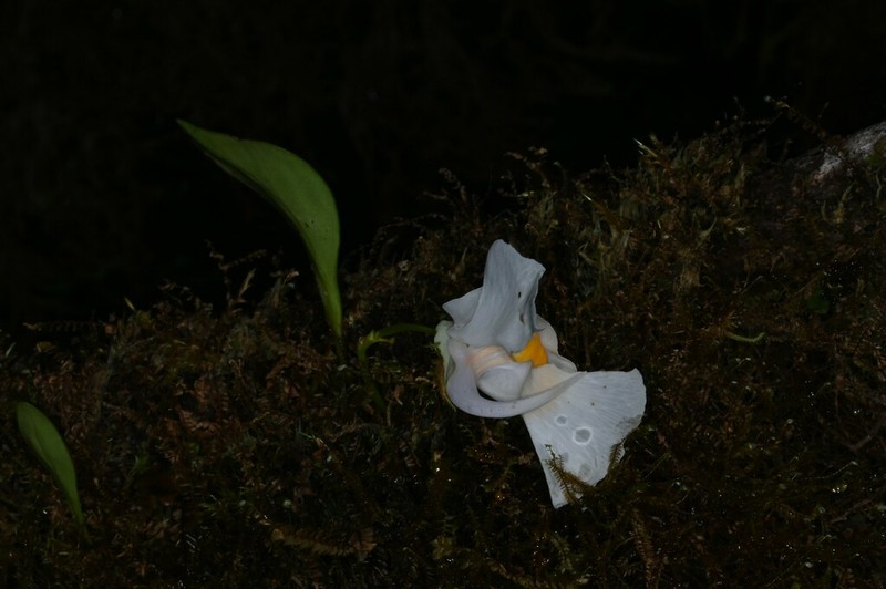 Utricularia alpina photo 6