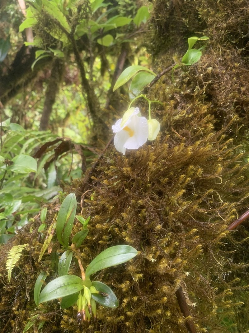 Utricularia alpina photo 7