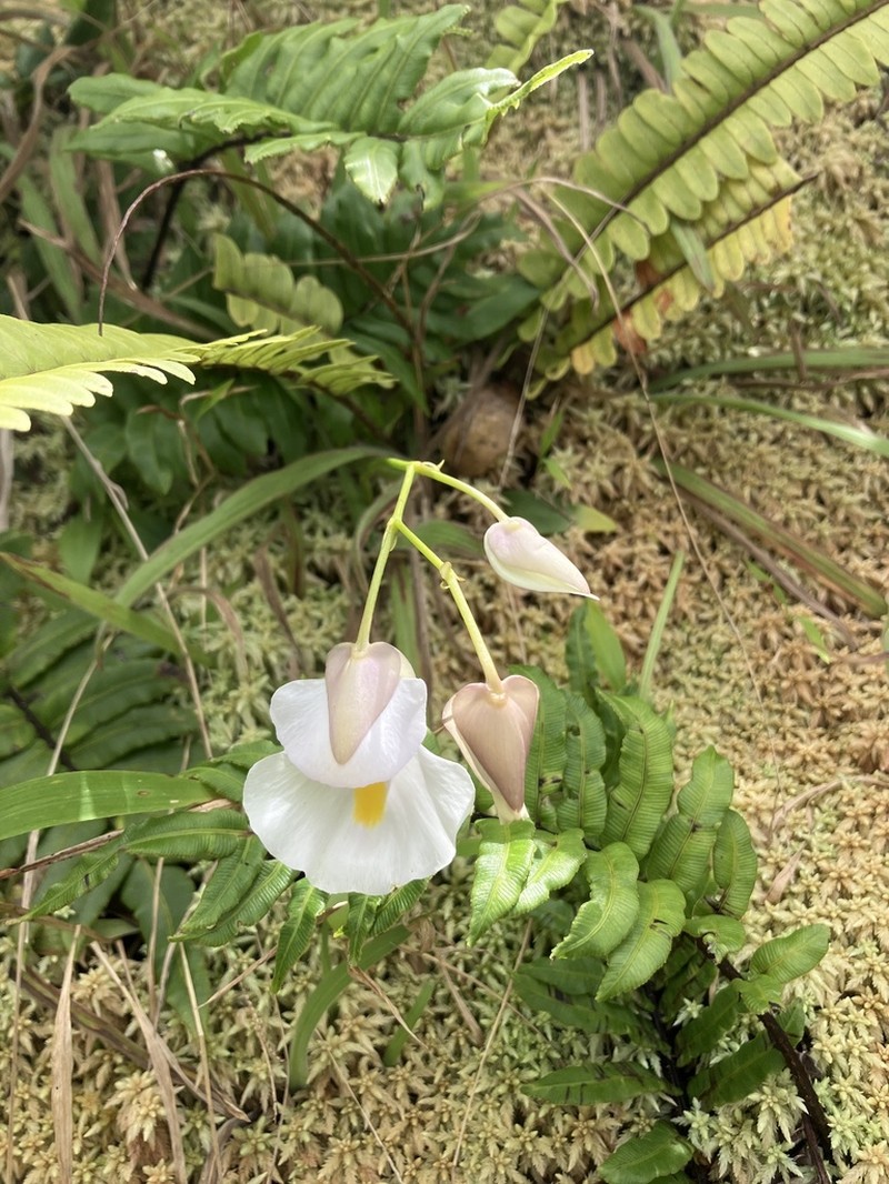 Utricularia alpina photo 8
