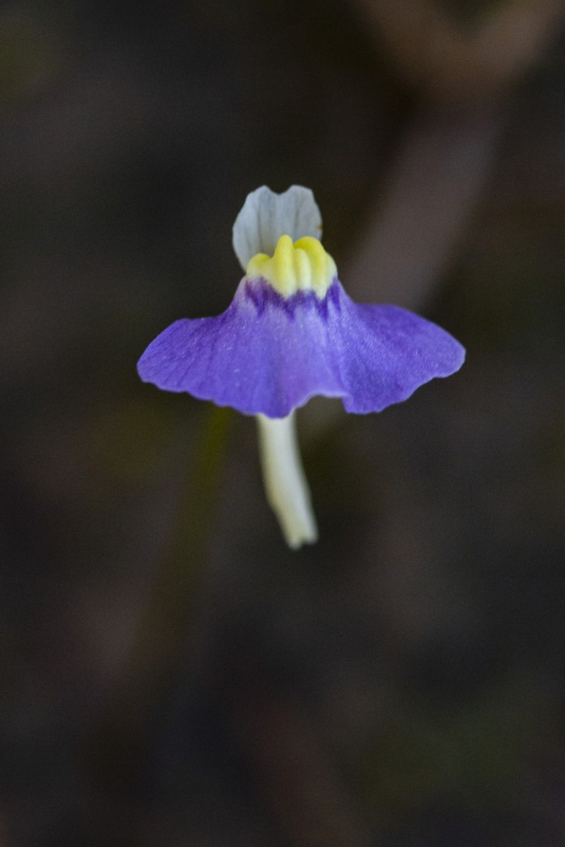 Utricularia ameliae photo 2