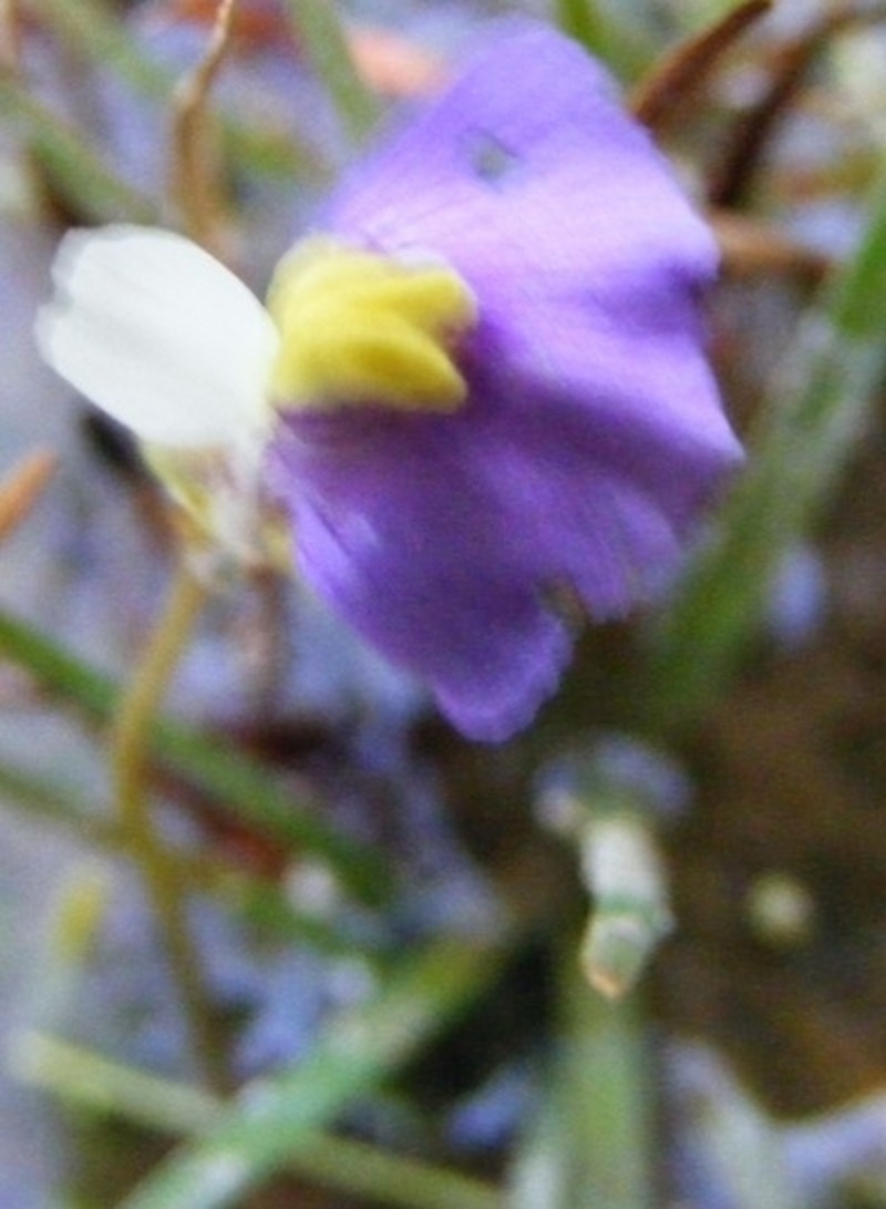 Utricularia ameliae photo 4