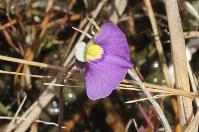Utricularia ameliae photo 5