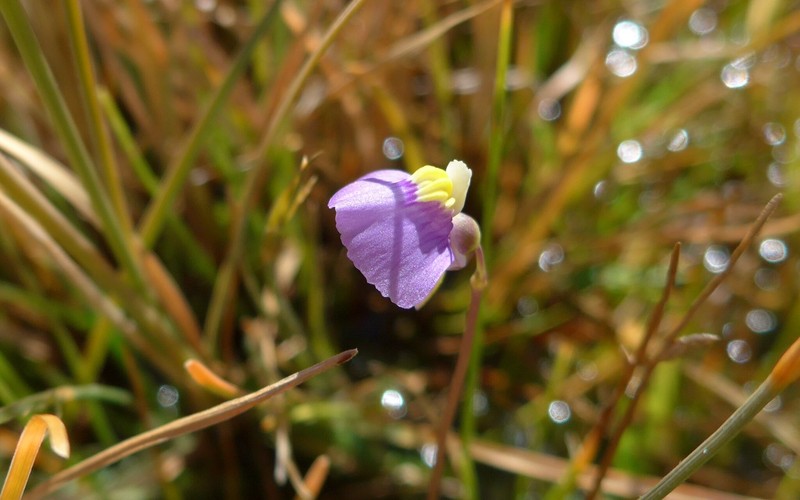 Utricularia ameliae photo 6